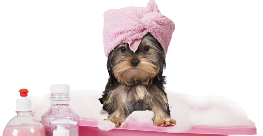 dog grooming appointment app