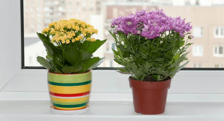 Indoor Flowering Plants