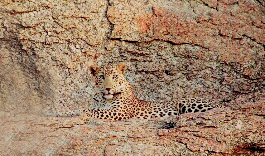 leopard safari camp