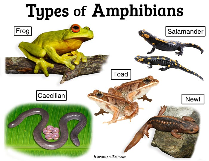 What is Amphibian? Definition and Characteristics
