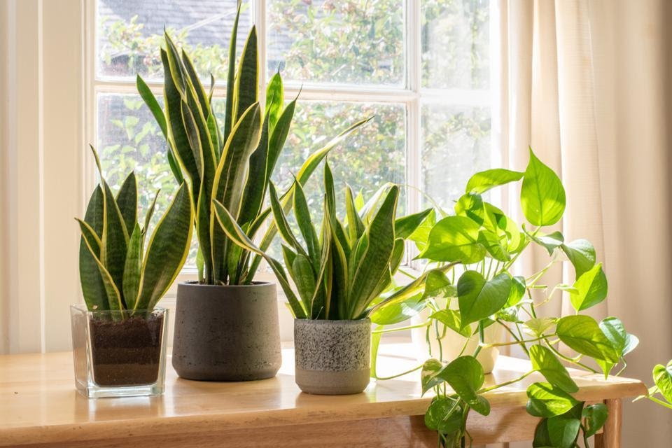 Houseplants That Are Good