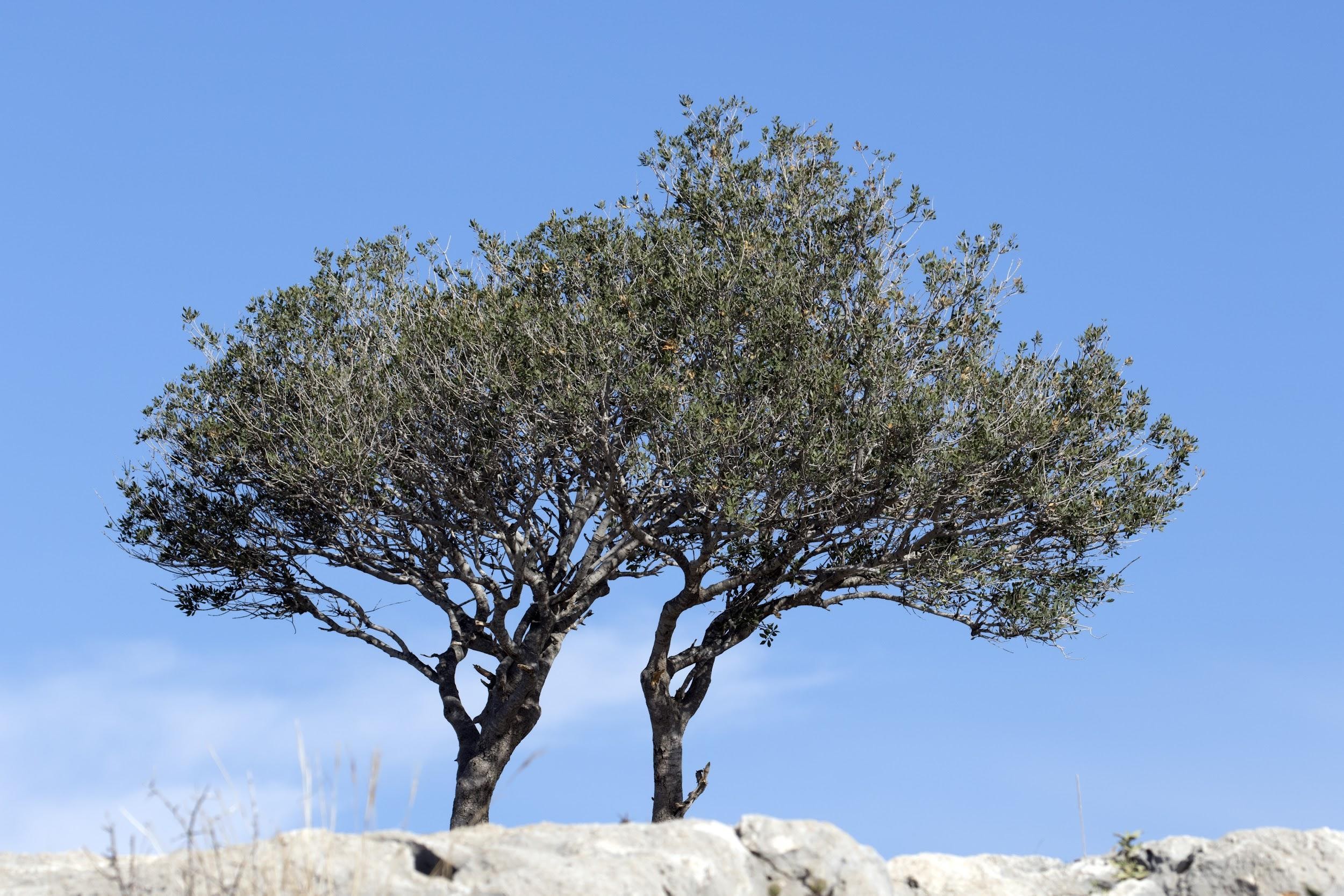 olive-trees-grow