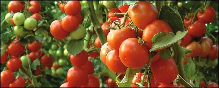Tomato Cultivation