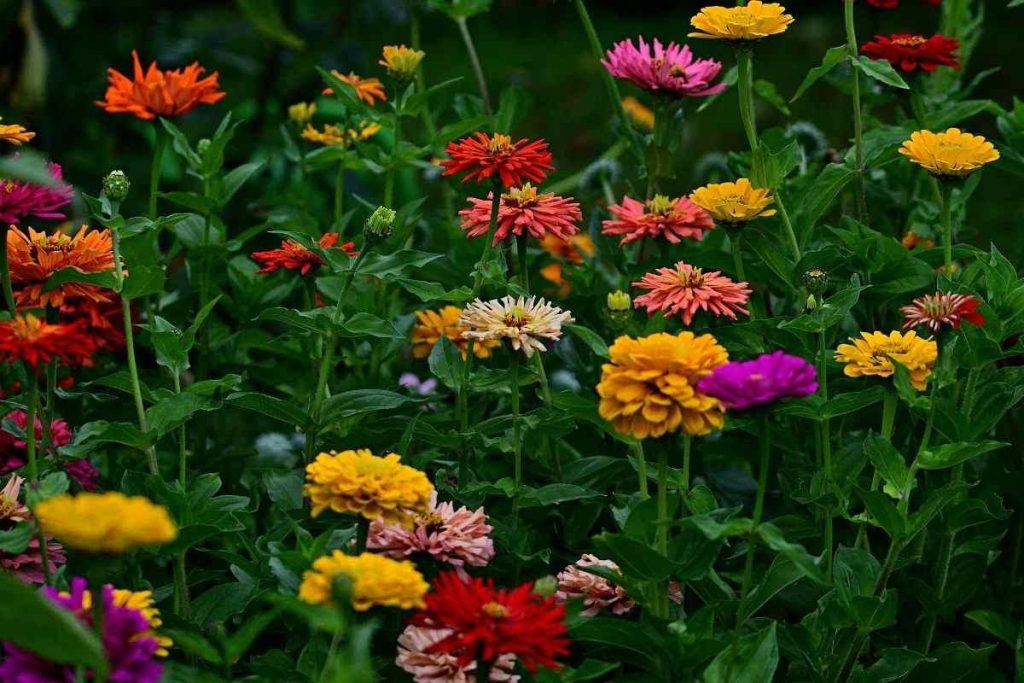 Zinnia Flowers Growing From Seeds
