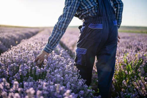 Lavender Farming Business