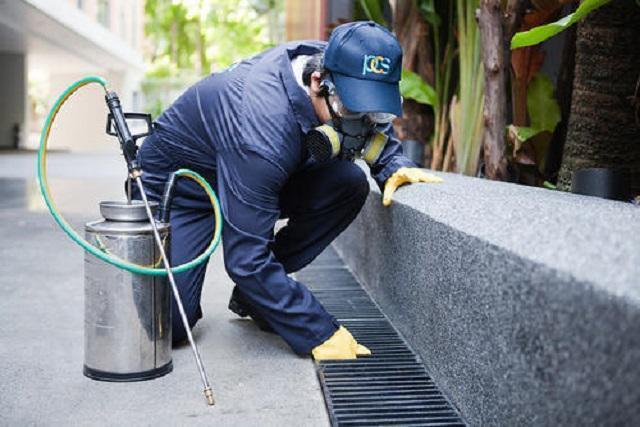 pest control services in Gurgaon