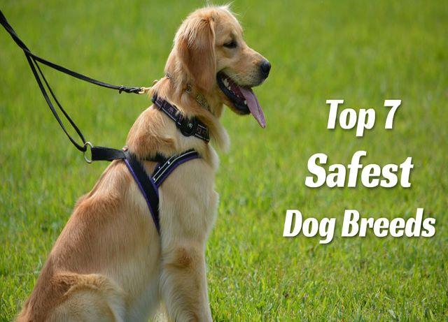 safect-dog-breeds