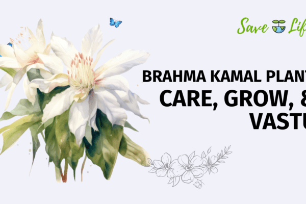 Brahma Kamal Plant Grow and Care