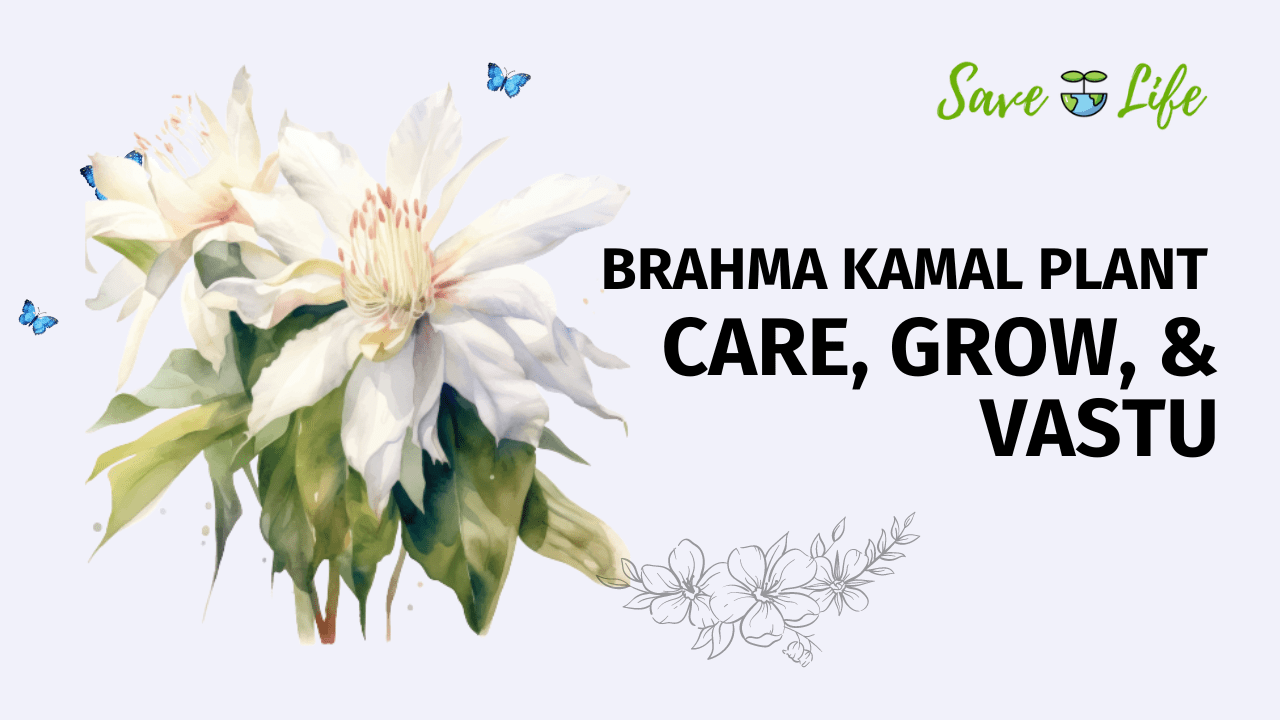 Brahma Kamal Plant Grow and Care