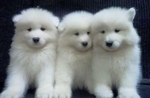 samoyeds puppies