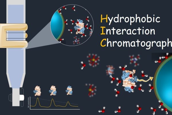 Hydrophobic Interaction Chromatography