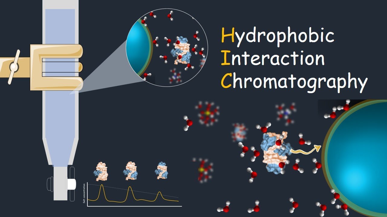 Hydrophobic Interaction Chromatography