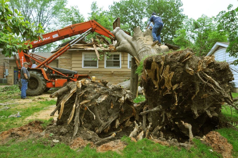 Emergency Tree Removal: What You Need To Know Before It’s Too Late