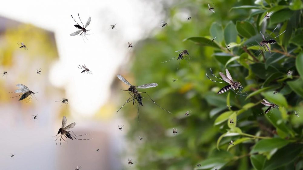 Eco-Friendly Mosquito Control Solutions in Aurora That Works