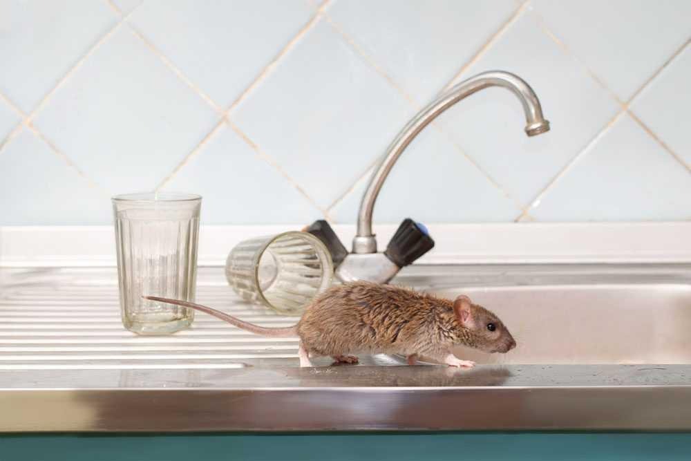 How to Get Rid of Mice and Rats in Your Home (And Keep Them Out)