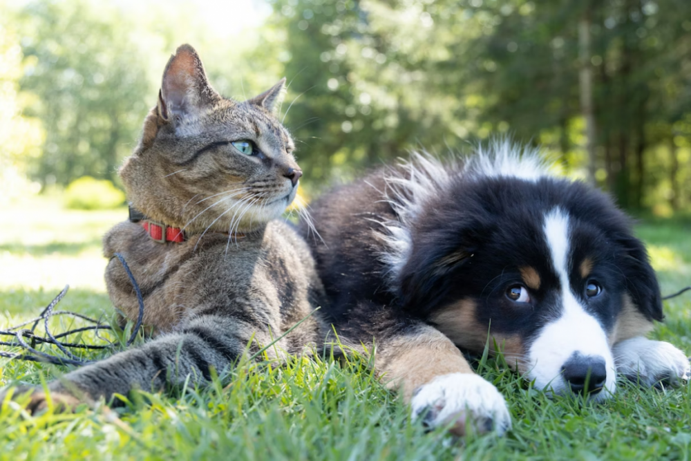 The Mental Health Benefits of Having Pets in a Hyper-Digital World